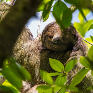 La Selva - Closeup three-toed sloth